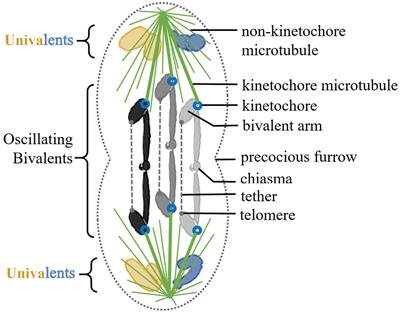 Evidence of Non-microtubule Spindle Forces in Mesostoma ehrenbergii Spermatocytes